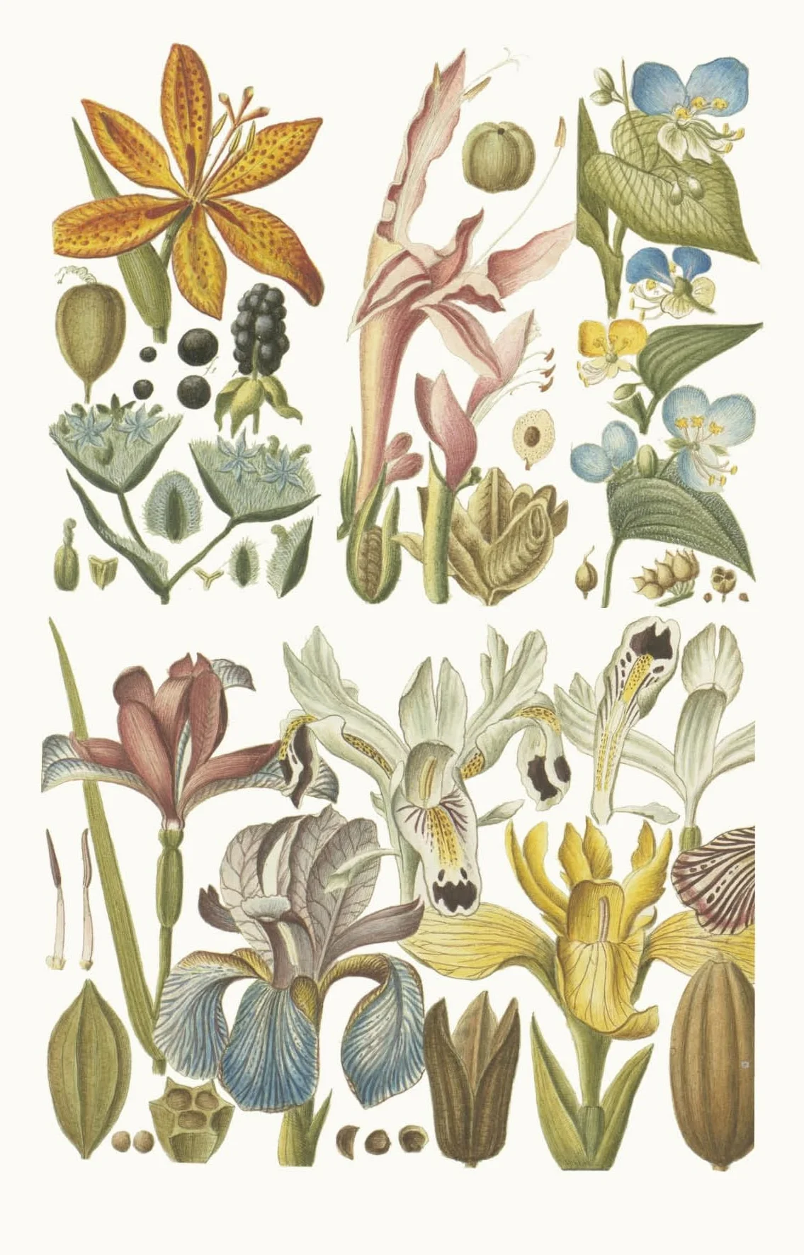 100 Flowers: One Hundred Postcards from the Royal Horticultural Society
