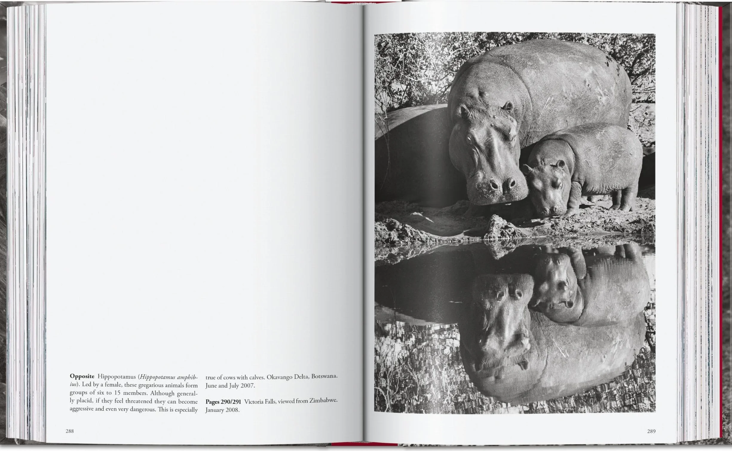 Sebastião Salgado. Genesis. 45th Ed.
