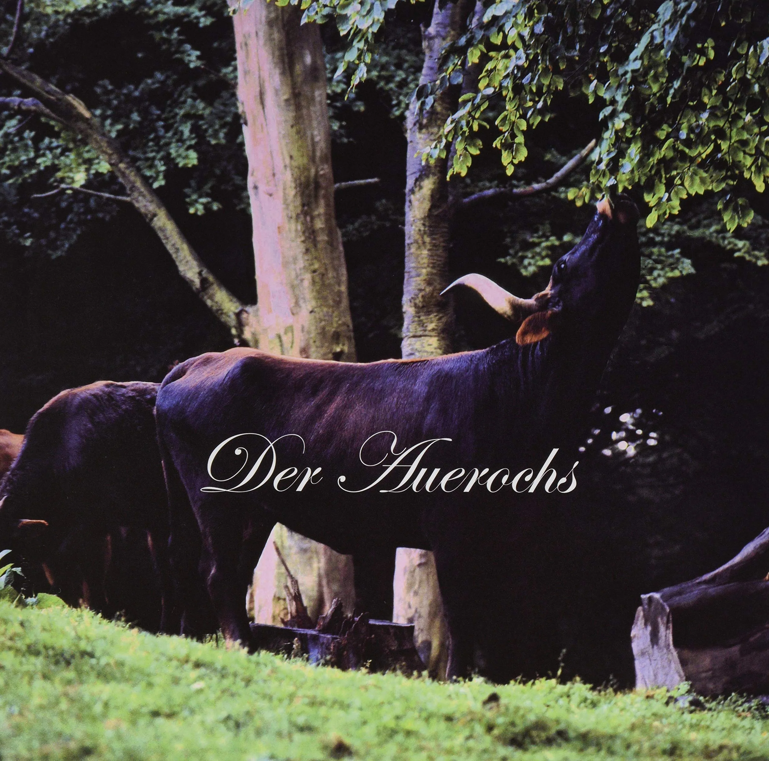 Der Auerochs: Das Europäische Rind