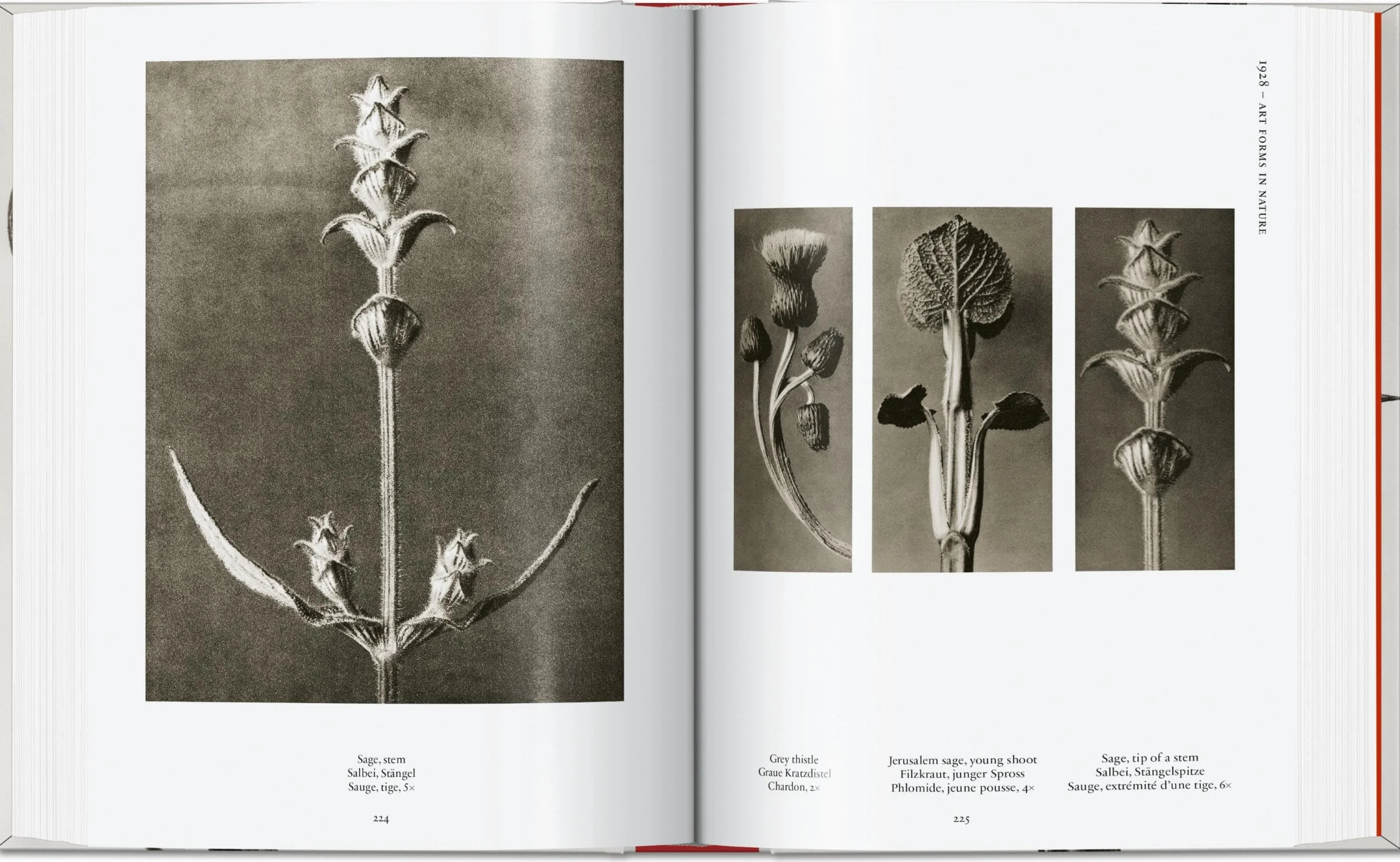 Karl Blossfeldt: The Complete Published Work: The Complete Published Work. 45th Ed.
