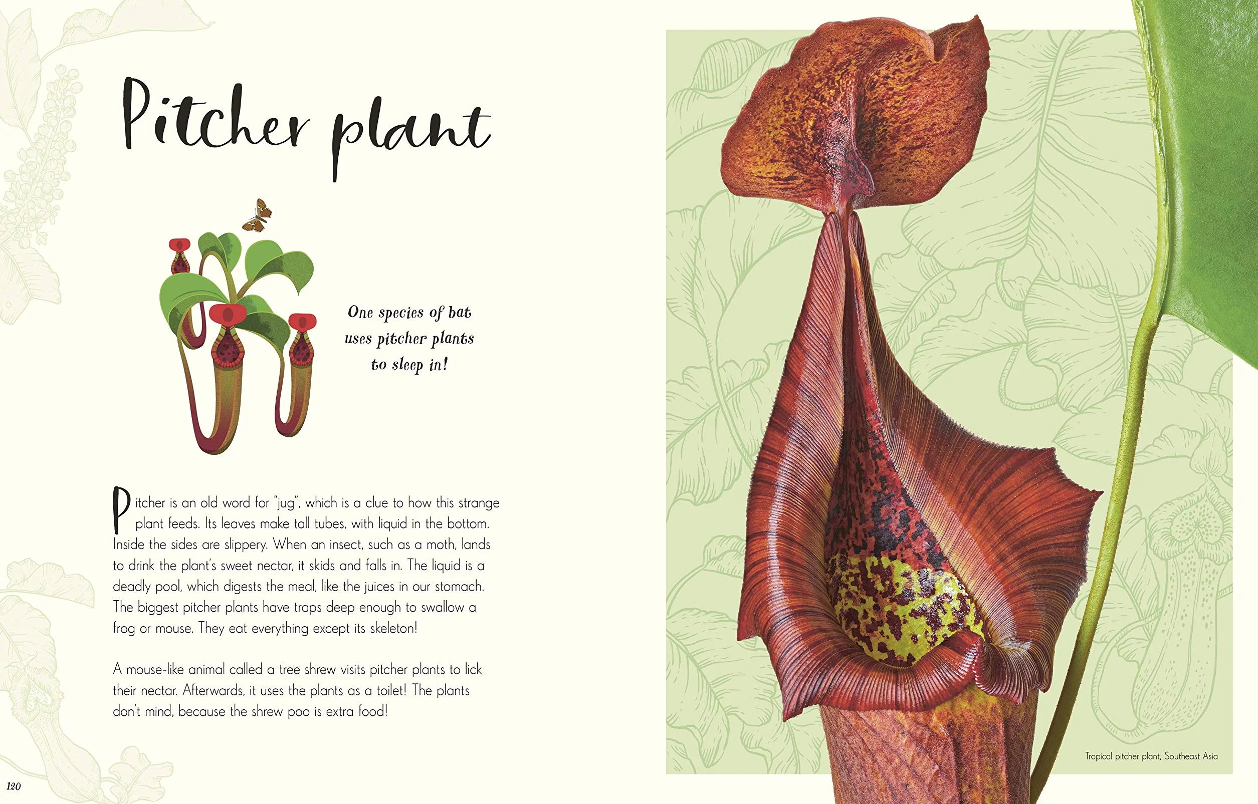 The Wonders of Nature (DK Children's Anthologies): Discover the Incredible Stories of the Natural World