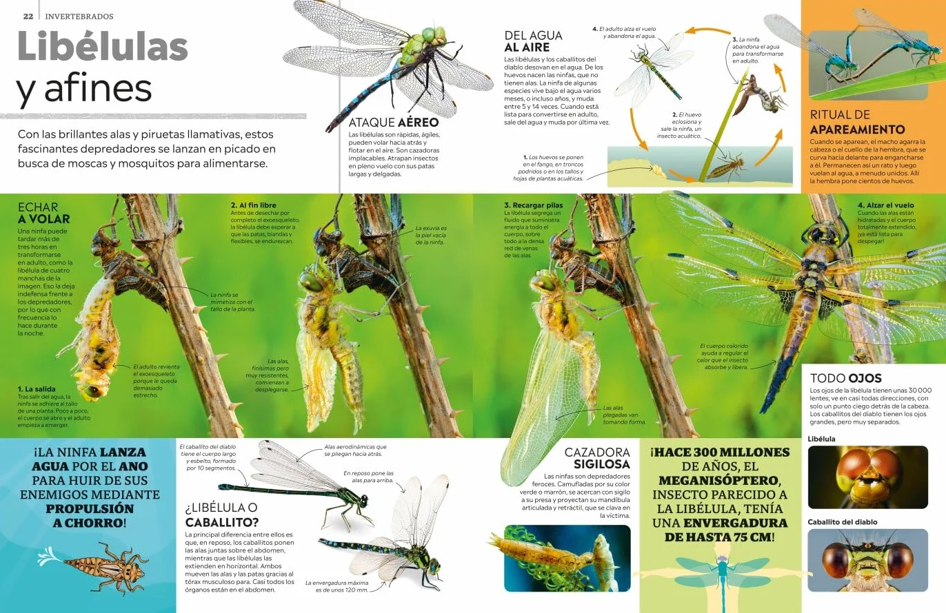 La superenciclopedia de los animales: Invertebrados | Peces | Anfibios | Reptiles | Mamíferos