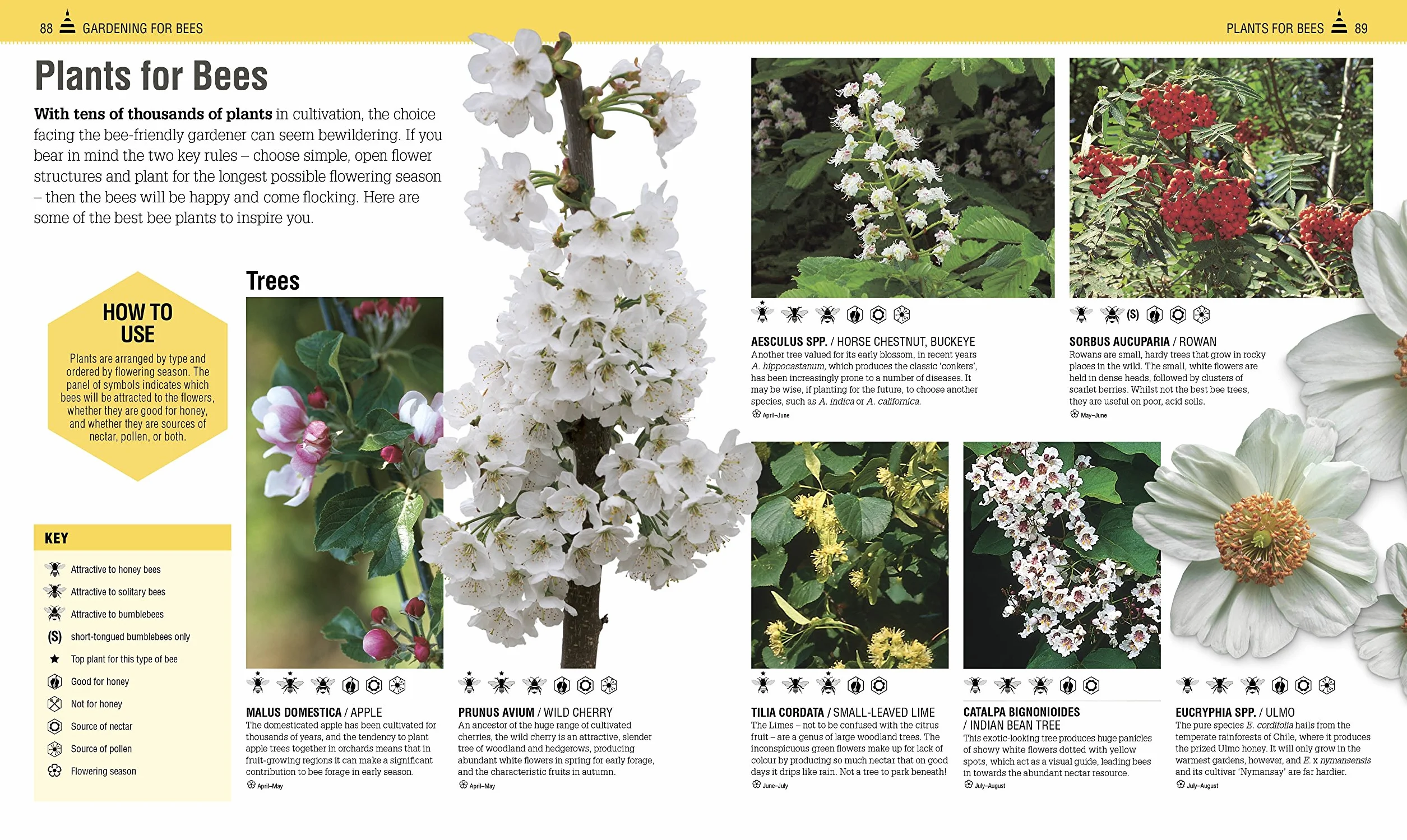 The Bee Book: The Wonder of Bees – How to Protect them – Beekeeping Know-how