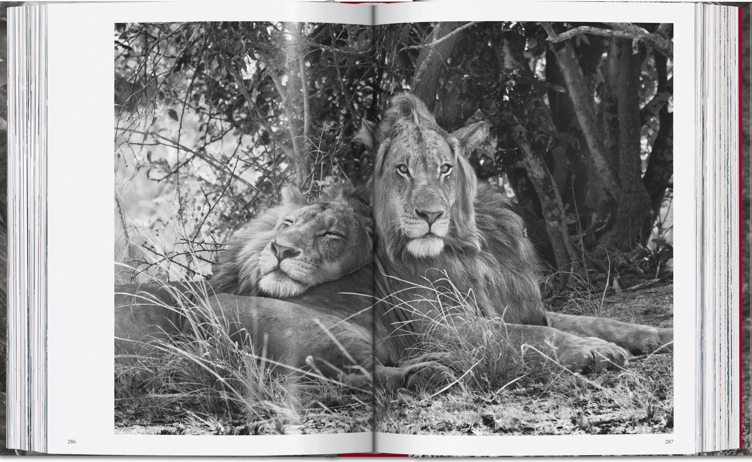 Sebastião Salgado. Genesis. 45th Ed.